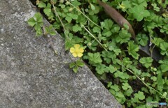 小さな黄色い花。