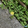 小さな黄色い花。