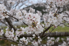 春のかおり～(^^♪。