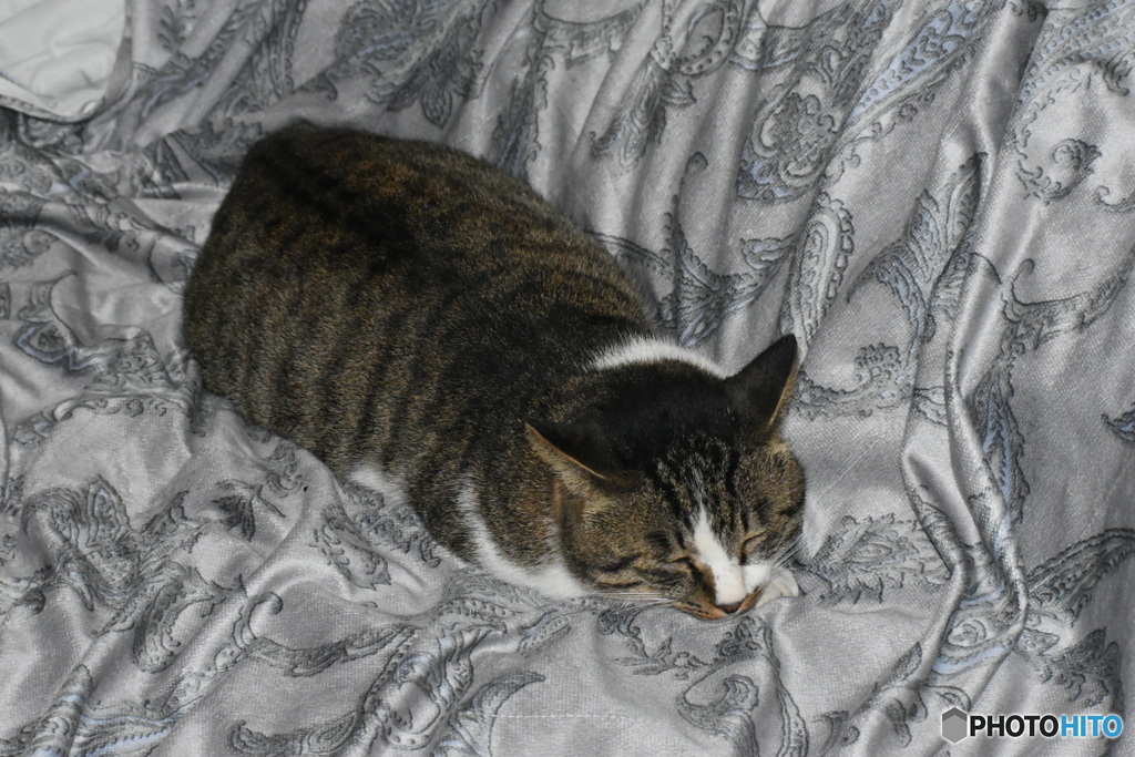 風太、爆睡中～(^^♪。