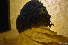 ジブリ展～(^^♪。