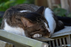 眠り猫～風太～(^^♪。