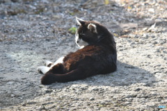 くつろぐ猫ちゃん。