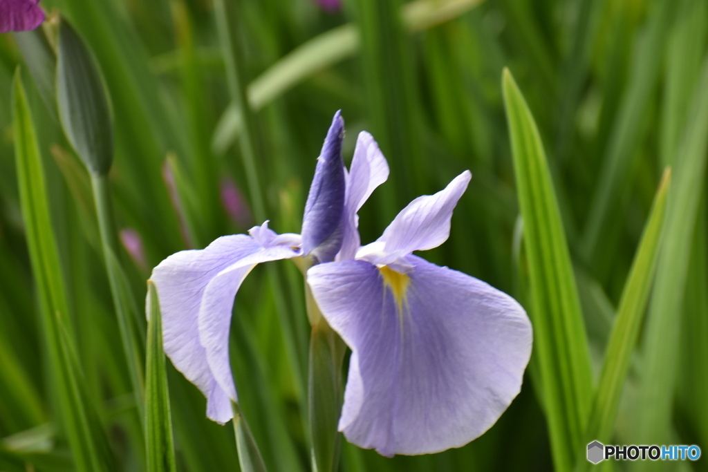 白青の花菖蒲～(^^♪。