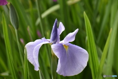 白青の花菖蒲～(^^♪。