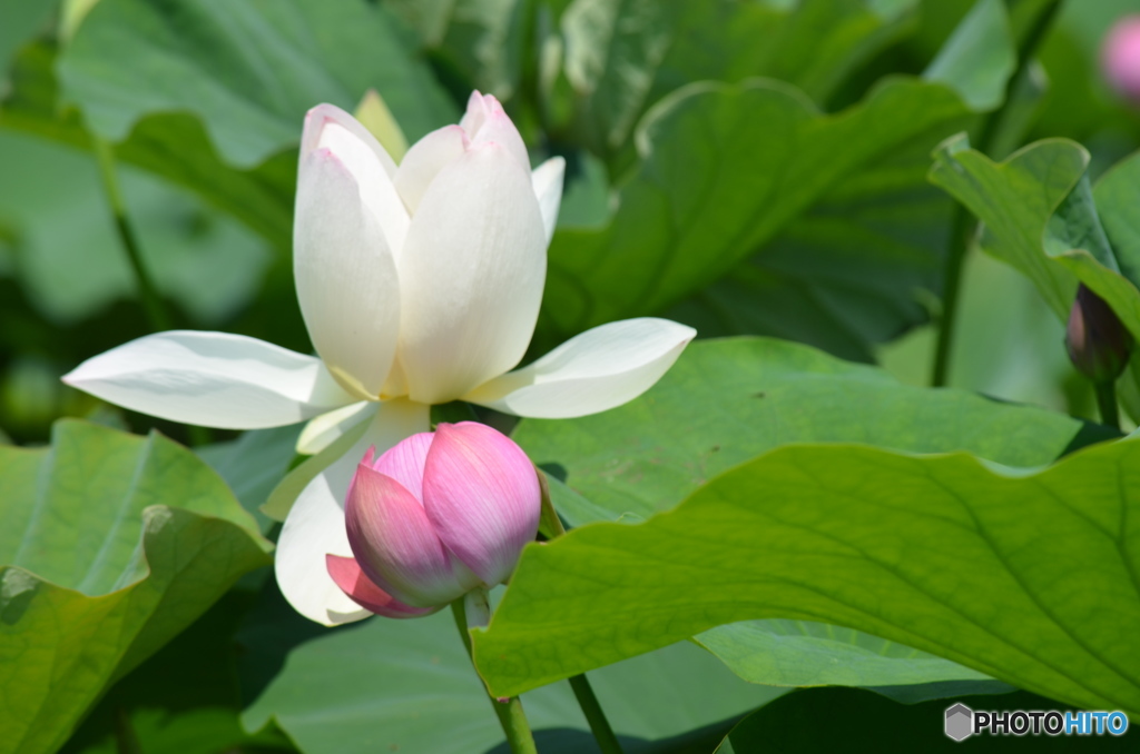 赤と白のハスの花。
