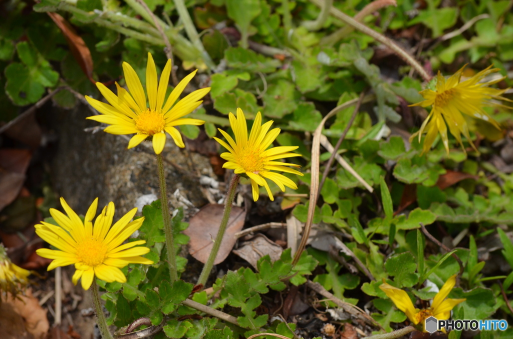ワタゲハナグルマではないかと思います。