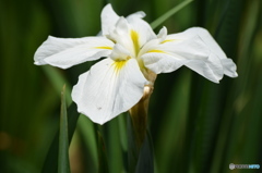 白き花菖蒲。