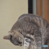 前にいた猫ちゃんですね。
