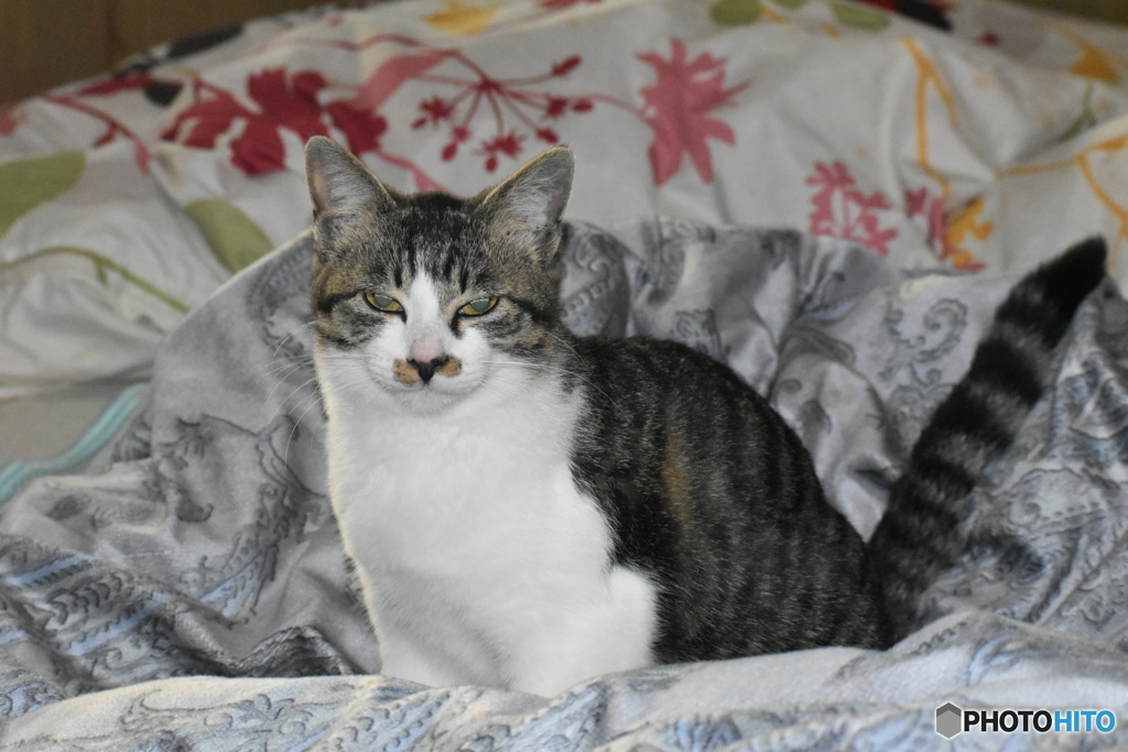 しっぽピーン～(^^♪。