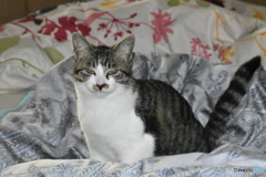 しっぽピーン～(^^♪。