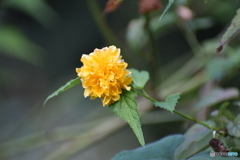 また咲いた、山吹～(^^♪。