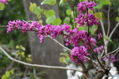 ハナズオウの花～(^^♪。