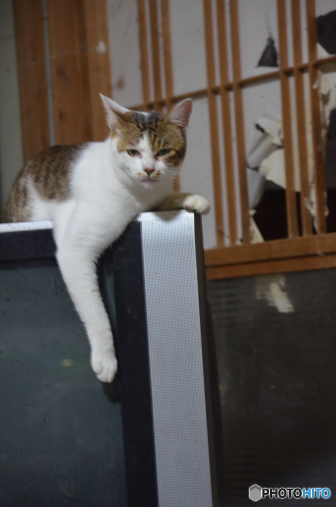 純ちゃんくつろぐ。