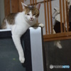 純ちゃんくつろぐ。