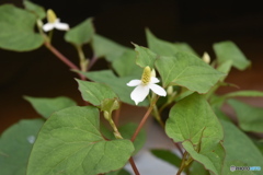 ドクダミの白き花。