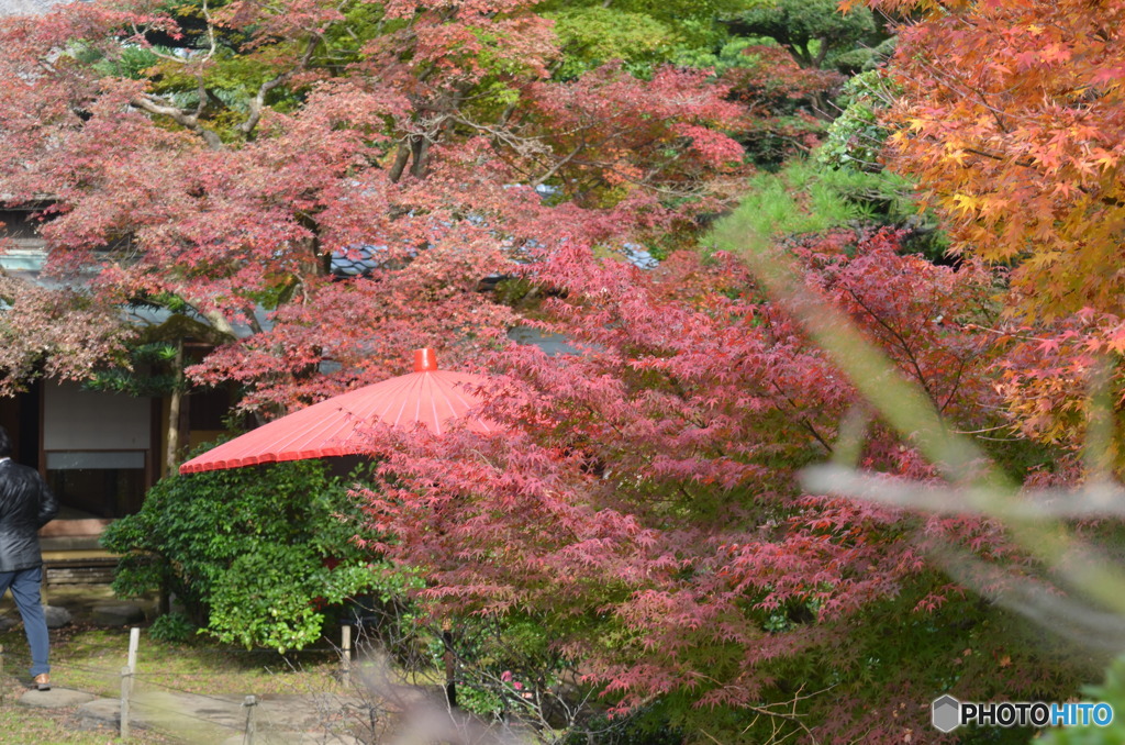 紅葉と和傘。