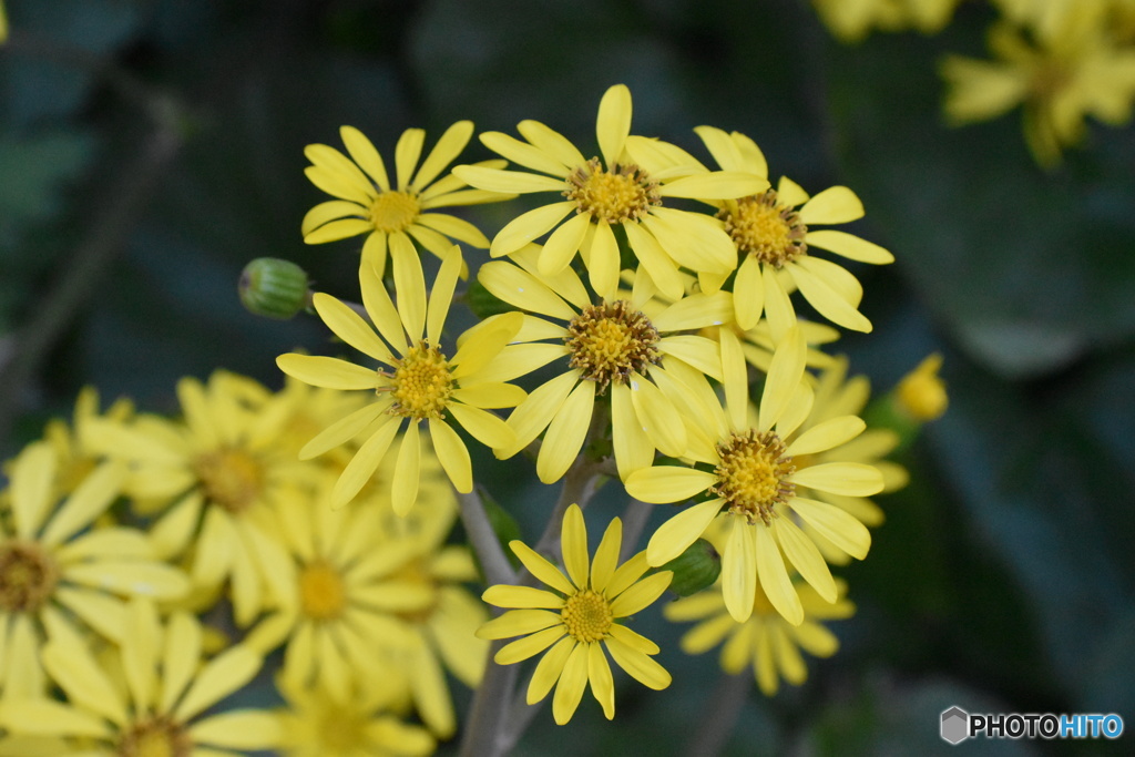 ツワブキの笑顔～(^^♪。