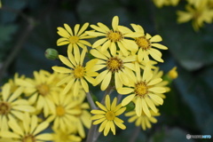 ツワブキの笑顔～(^^♪。