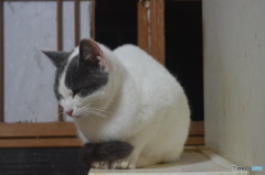 半分、白い。