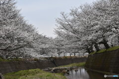 桜のみち～(^^♪。