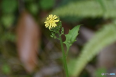 名前の分からない花～(^^♪。