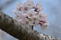おれも写して～(^^♪。