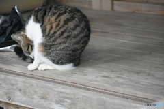 メイちゃん、猫背～(^^♪。