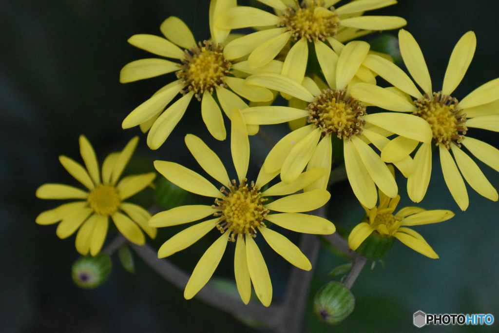 黄色い風車～(^^♪。