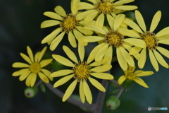 黄色い風車～(^^♪。