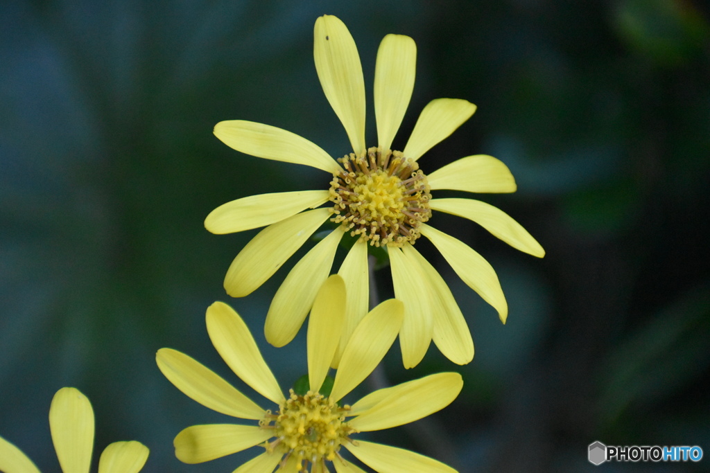 ツワブキの笑顔～(^^♪。