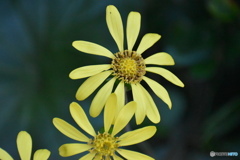 ツワブキの笑顔～(^^♪。