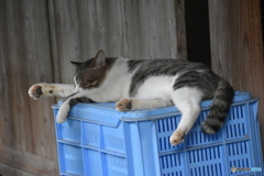 コンテナの上で、くつろぐ風太～(^^♪。