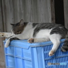 コンテナの上で、くつろぐ風太～(^^♪。