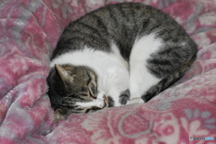 アンモナイト風太～(^^♪。