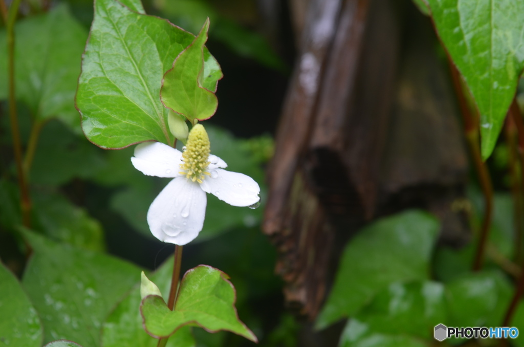 白いドクダミの花。