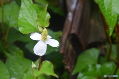 白いドクダミの花。