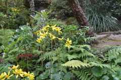 黄色いツワブキの花。