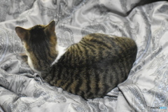 背中で語ってみました～(^^♪。