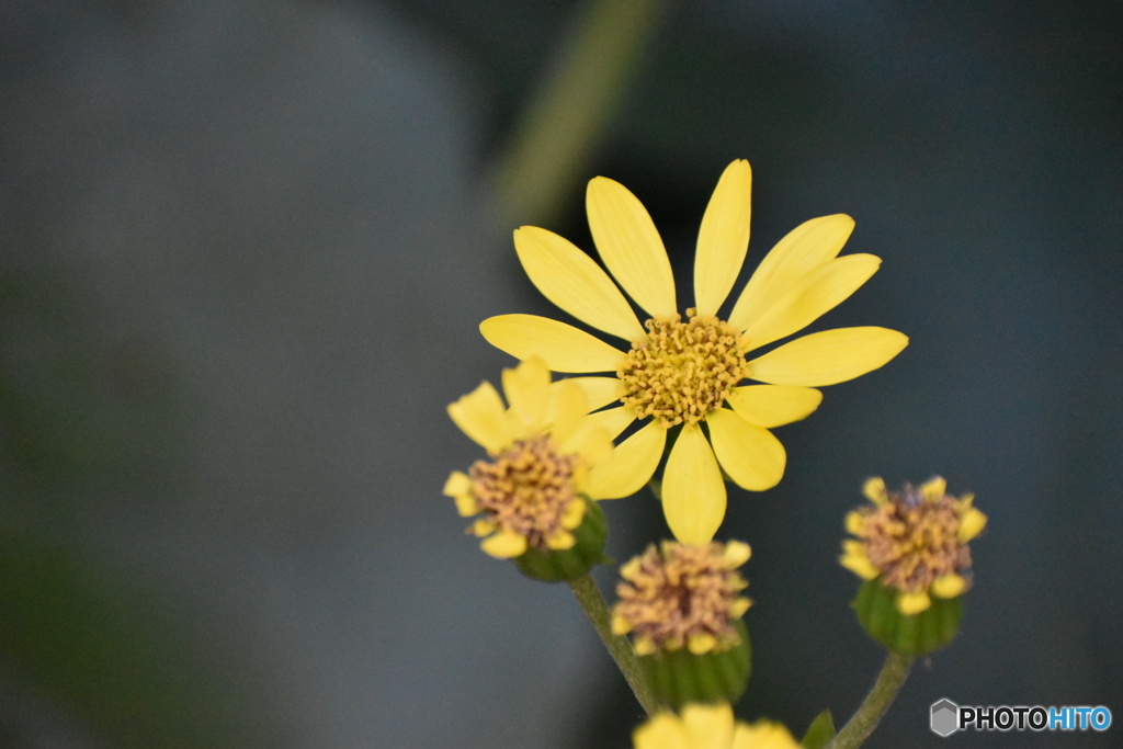 ツワブキの花～(^^♪。