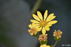 ツワブキの花～(^^♪。