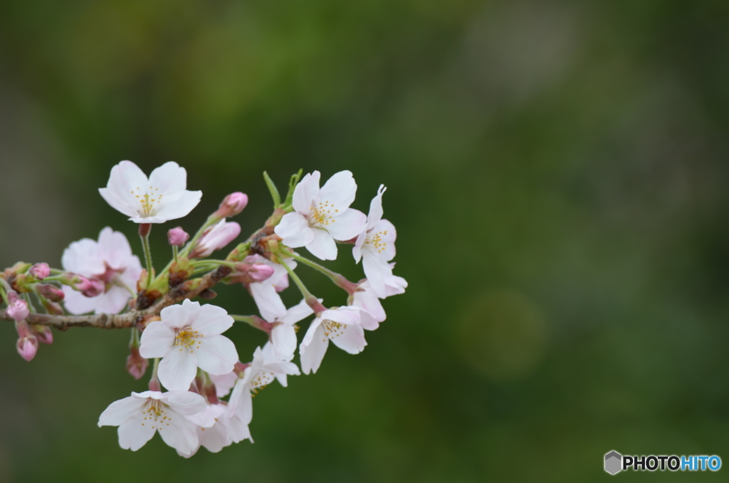 アップさくら。