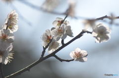 梅の花びら。