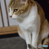 にゃんちゃんです。