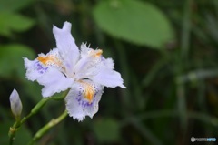 シャガの花。