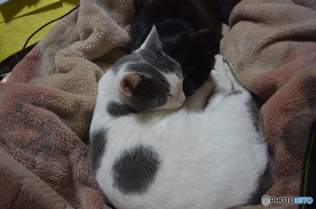 寛ぐねこ。