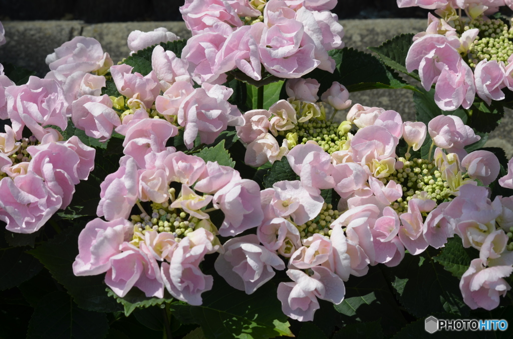 ピンクの紫陽花。