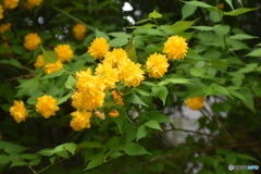 山吹の花～(^^♪。