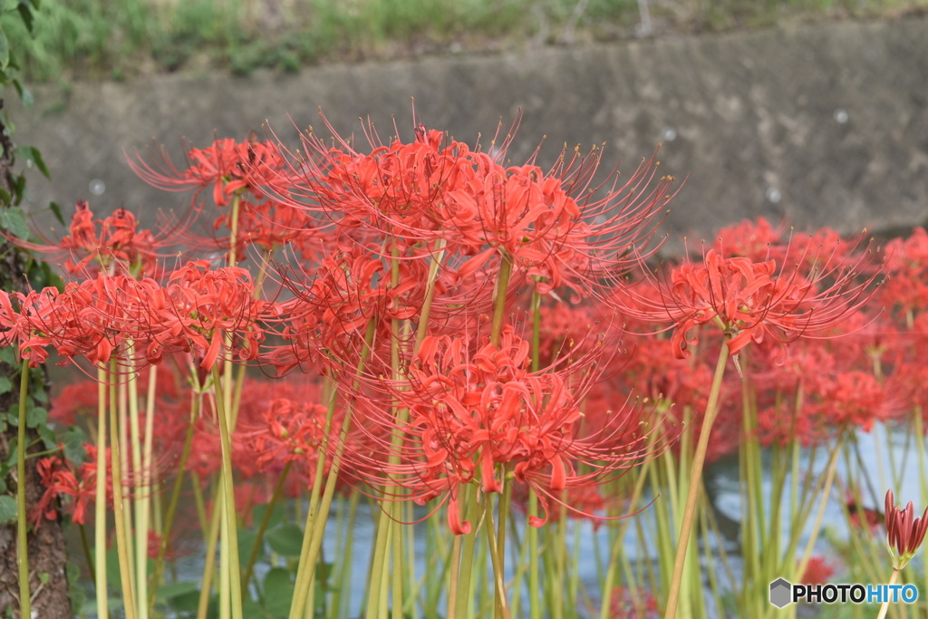 彼岸花の花束～(^^♪。