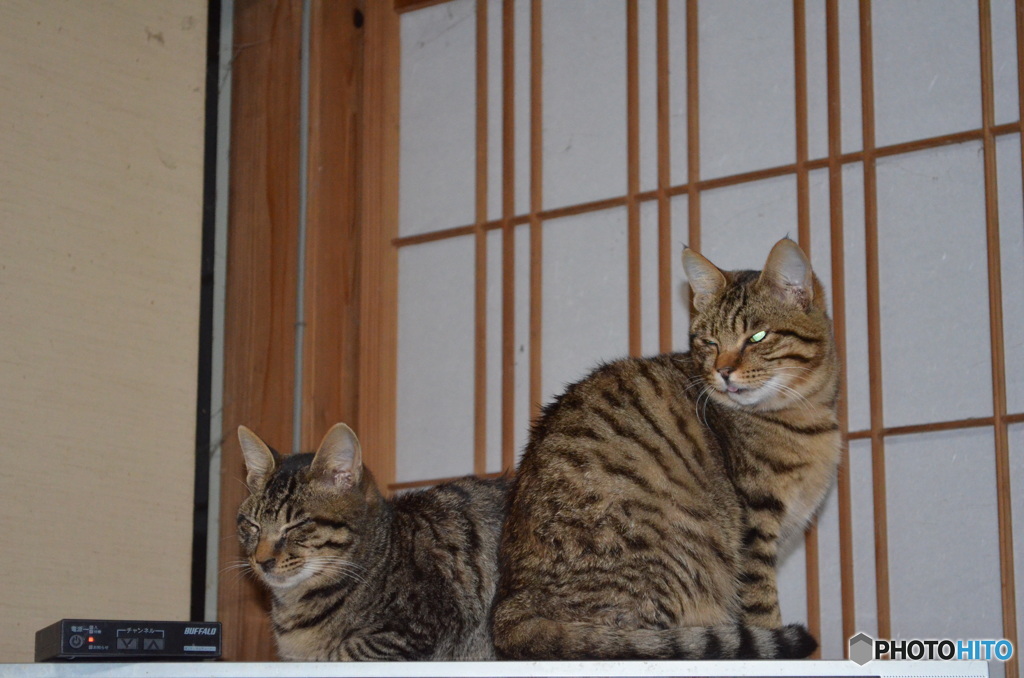 くつろぐニャンたち。
